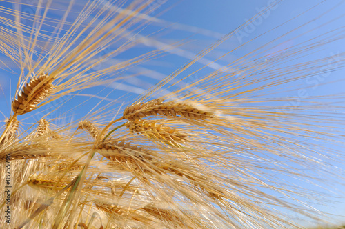 céréales dorés sur fond ciel bleu