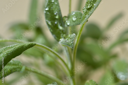 Salbeipflanze nach einem Regen im Garten