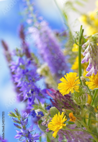 Fototapeta Naklejka Na Ścianę i Meble -  Wild flowers