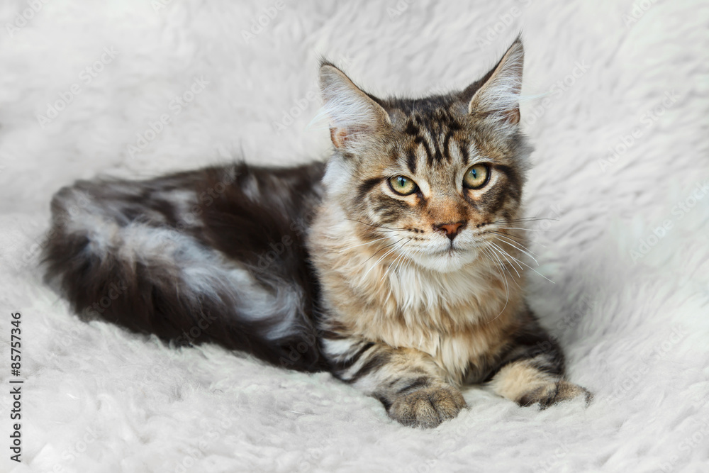 Silver black kitten maine coon posing on white background fur