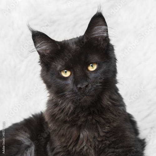 Black maine coon cat posing on white background fur
