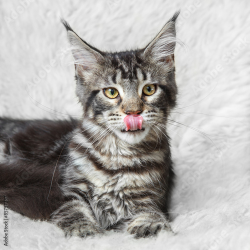 Black tabby maine cone cat posing on white background