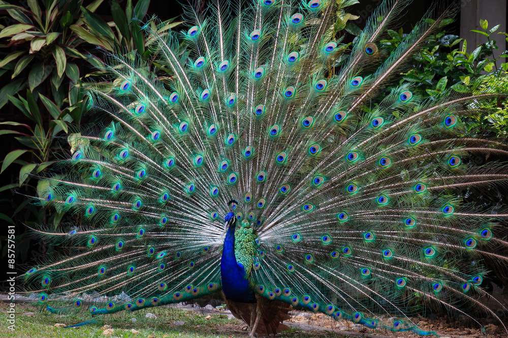 Fototapeta premium Peacock openning its wings to attract female