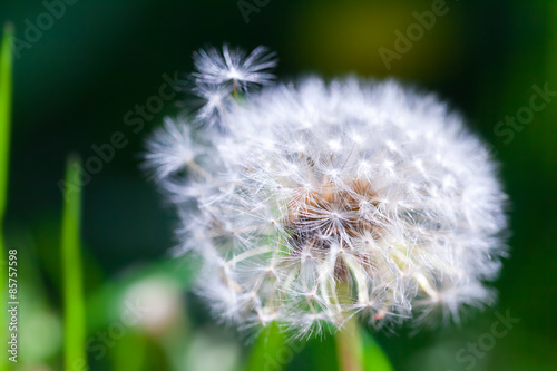 Dandelion flower with fluff  macro