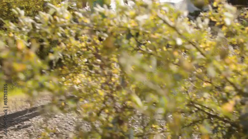 Slow motion dolly shot of woman running in countryside. Slow motion dolly shot of woman running in countryside.