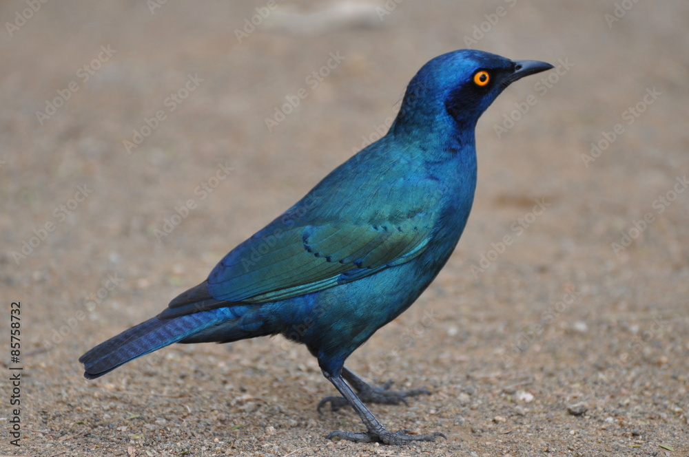 Obraz premium Cape Glossy Starling 2