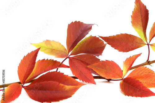 Autumnal twig of grapes leaves  Parthenocissus quinquefolia foli