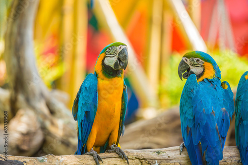 Macaw parrots birds.