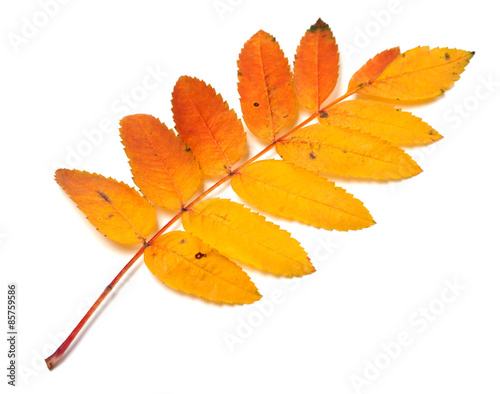 Autumnal yellowed rowan leaf on white background