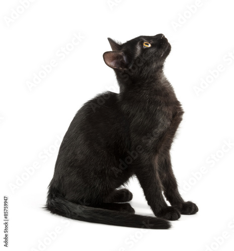 black young cat looks up