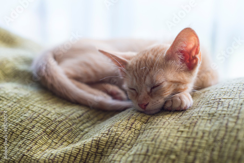 Tabby orange kitten sleeping at home