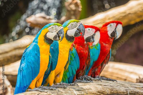 Macaw parrots birds.