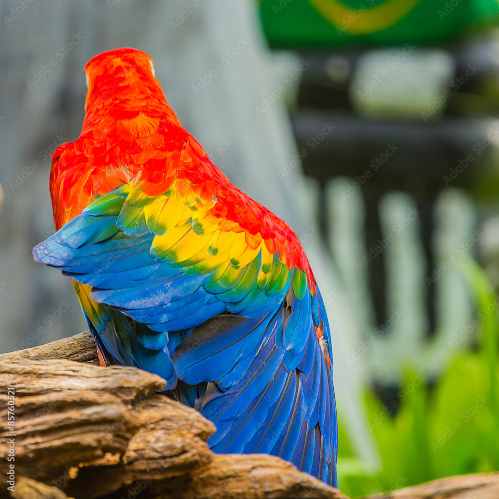 Obraz premium Rear of colour macaw.