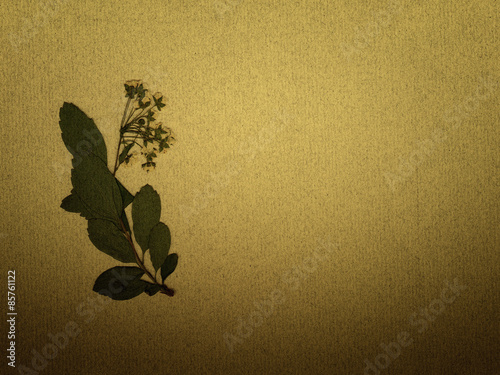 Sepia Vintage card with Leaves, flowers and Old Paper Texture.