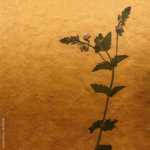 Sepia Vintage card with Leaves, flowers and Old Paper Texture.