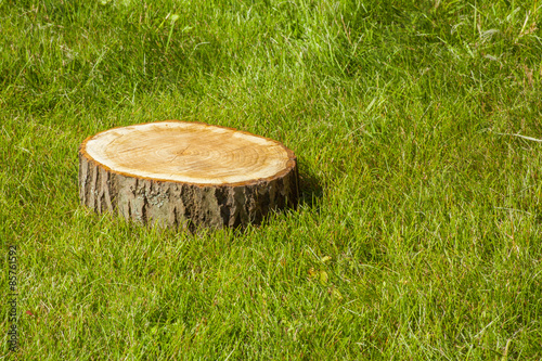 tree stump on the grass © Vasily Merkushev