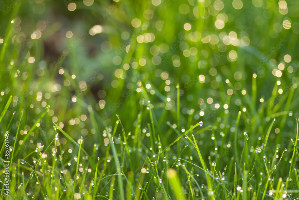 grass with dew drops grass with dew drops