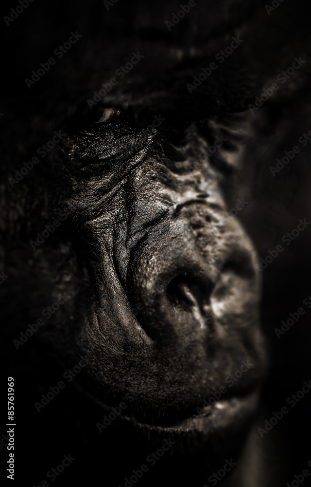 Gorilla portrait, Silverback Gorilla Gorilla portrait, Silverback Gorilla