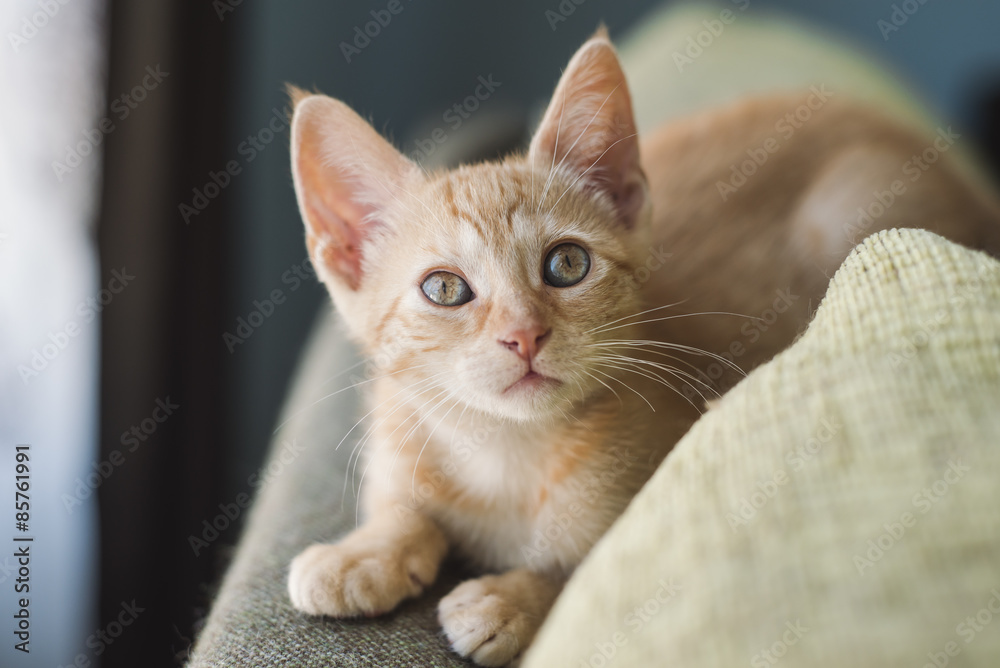 Little orange cat on the top of a couch
