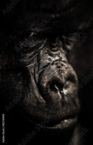 Gorilla portrait, Silverback Gorilla