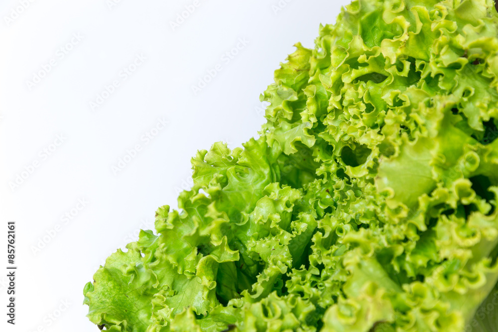 Green healthy salad on a blank background Green healthy salad on a blank background
