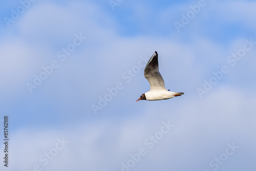 Black-headed gull (Chroicocephalus ridibundus) in flight with a clouded sky