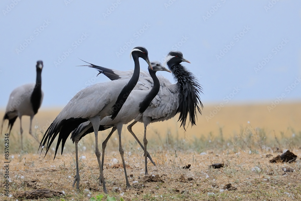 Fototapeta premium Demoiselle Crane Family in Kalmykia Steppe
