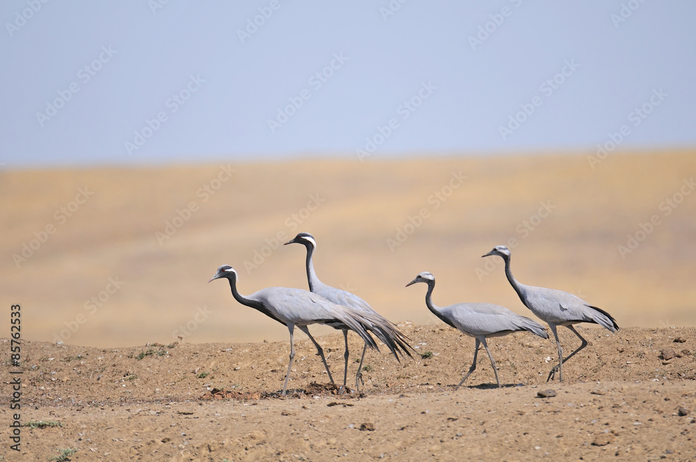 Obraz premium Family of Demoiselle Cranes in Steppe