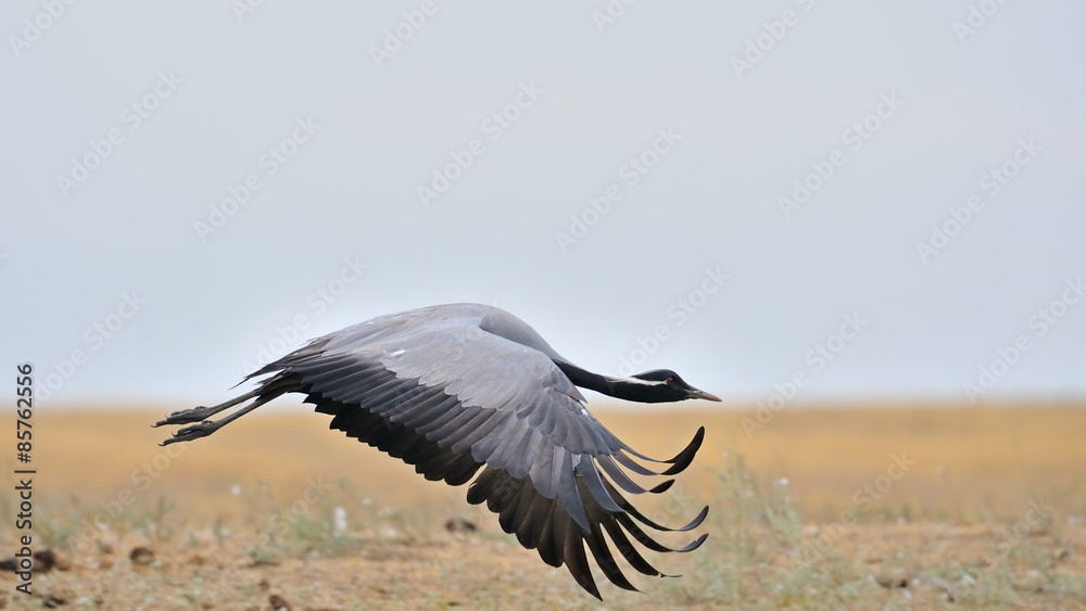 Flying Demoiselle crane in Kalmykia steppe Flying Demoiselle crane in Kalmykia steppe