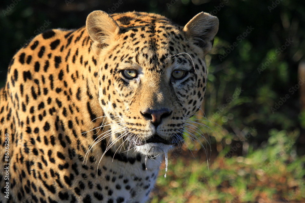 Naklejka premium A Leopard stares at the camera in this beautiful sepia tone image. Africa