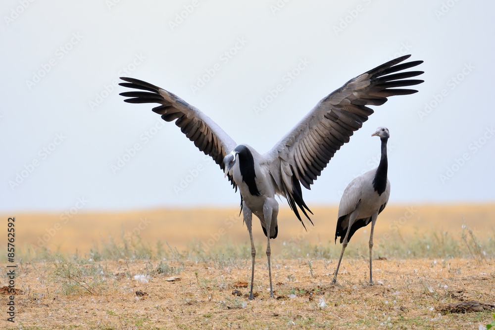 Fototapeta premium Two Demoiselle cranes in Kalmykia steppe