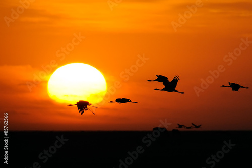 Flying Demoiselle Cranes against the Sun at Dawn