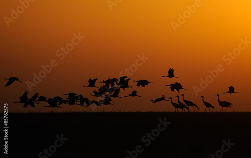 Flying Demoiselle Cranes at Dawn © Victor Tyakht