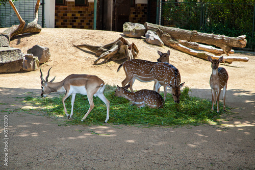 Fototapeta Naklejka Na Ścianę i Meble -  Axis deer