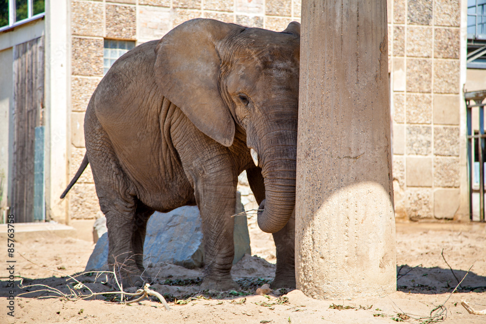 Naklejka premium Big elephant in the zoo