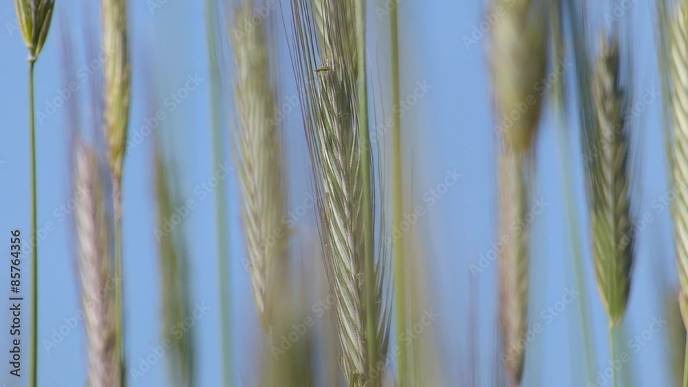 Slow motion grains of wheat on wind Slow motion grains of wheat on wind