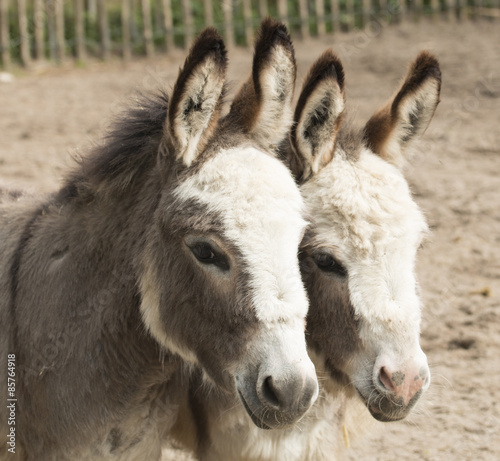 Headshot of two donkeys © avanheertum