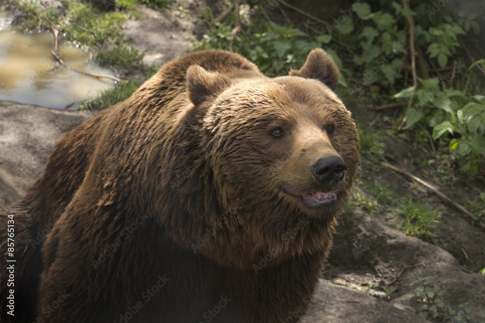 Grizzly bear Grizzly bear
