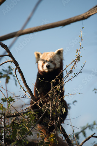 Fototapeta Naklejka Na Ścianę i Meble -  Panda rosso