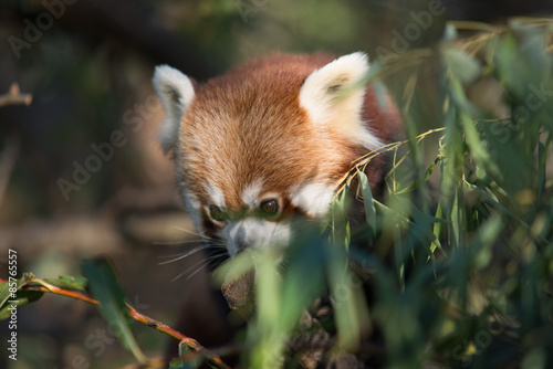 Fototapeta Naklejka Na Ścianę i Meble -  Panda rosso
