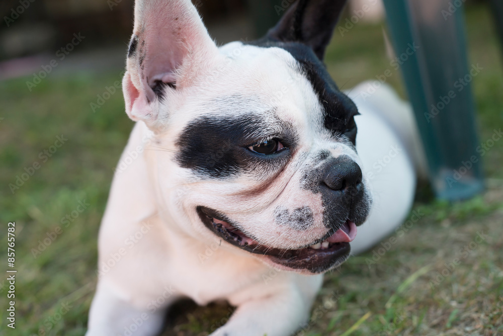 Portrait of a purebred french bulldog