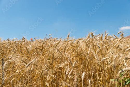 Campi coltivati di grano