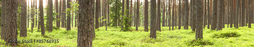 Green pine tree forest in summer