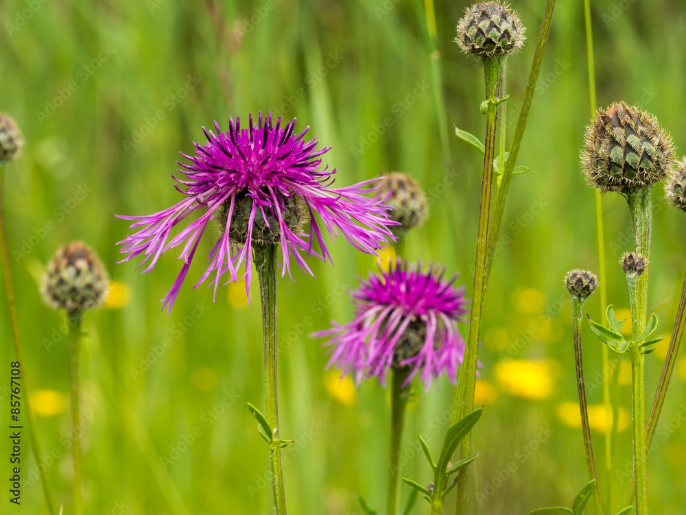 Flockenblume Flockenblume