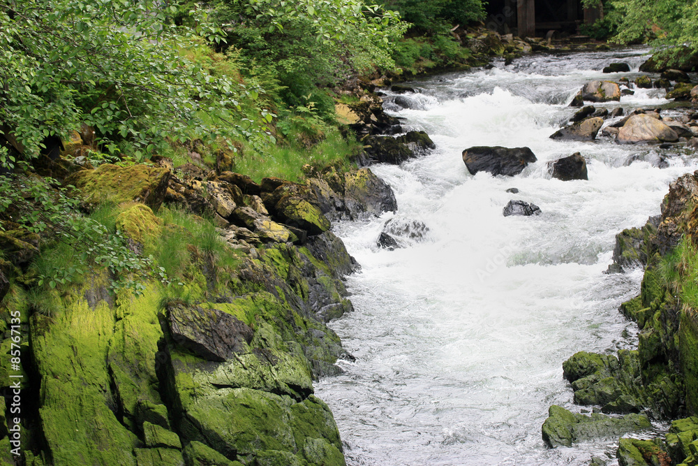Forest Creek Forest Creek