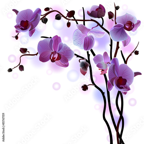Fototapeta Naklejka Na Ścianę i Meble -  Vector branch of violet orchids