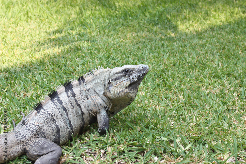 Large Iguana Large Iguana