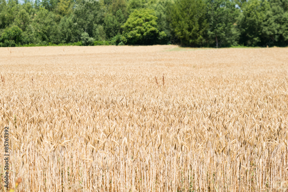Fototapeta premium Campi coltivati di grano