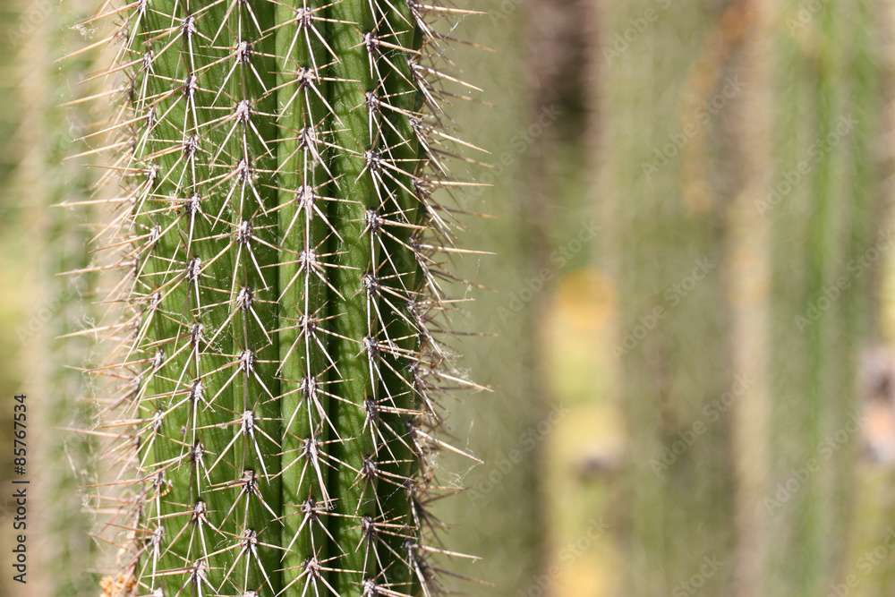 Cactus Cactus