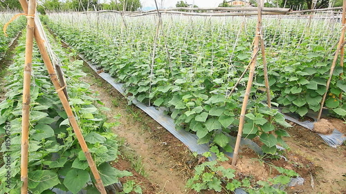Cucumber Tree In Farm (zoom out)